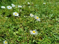 Bellis perennis