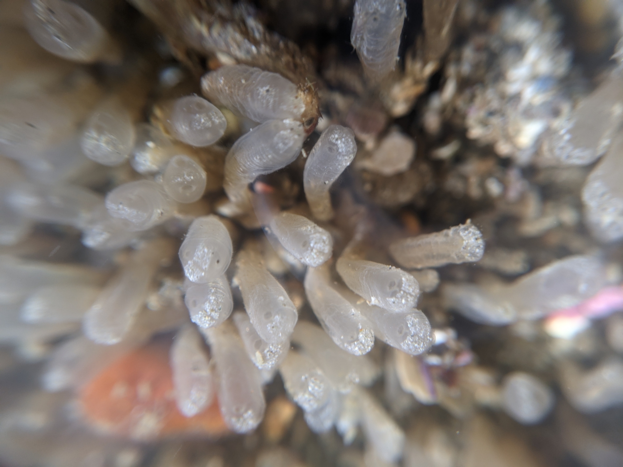 Euherdmania claviformis (Ritter, 1903)