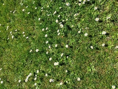 Bellis perennis
