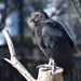Black Vulture - Photo (c) Bobby McCabe, some rights reserved (CC BY), uploaded by Bobby McCabe