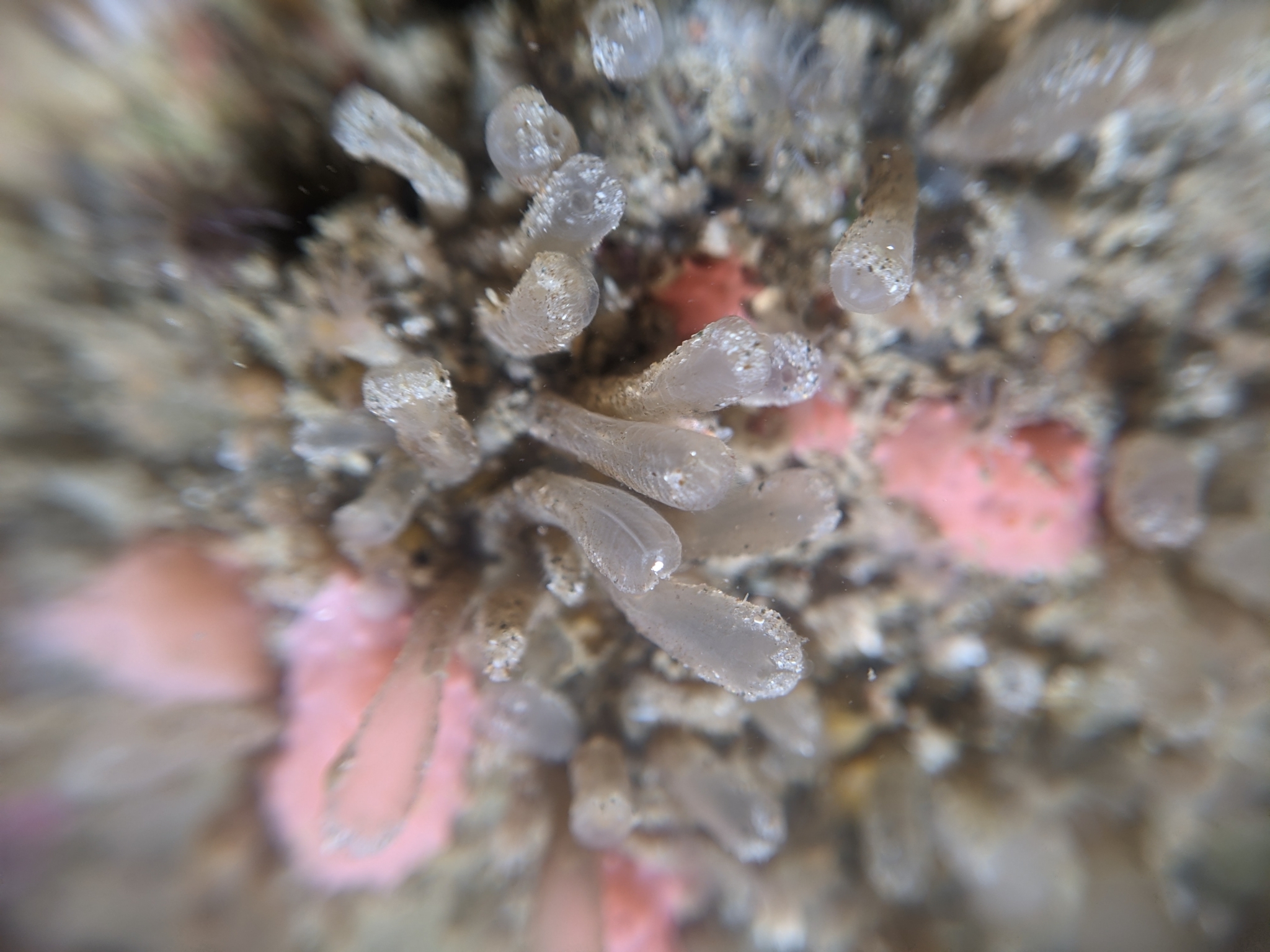 Euherdmania claviformis (Ritter, 1903)