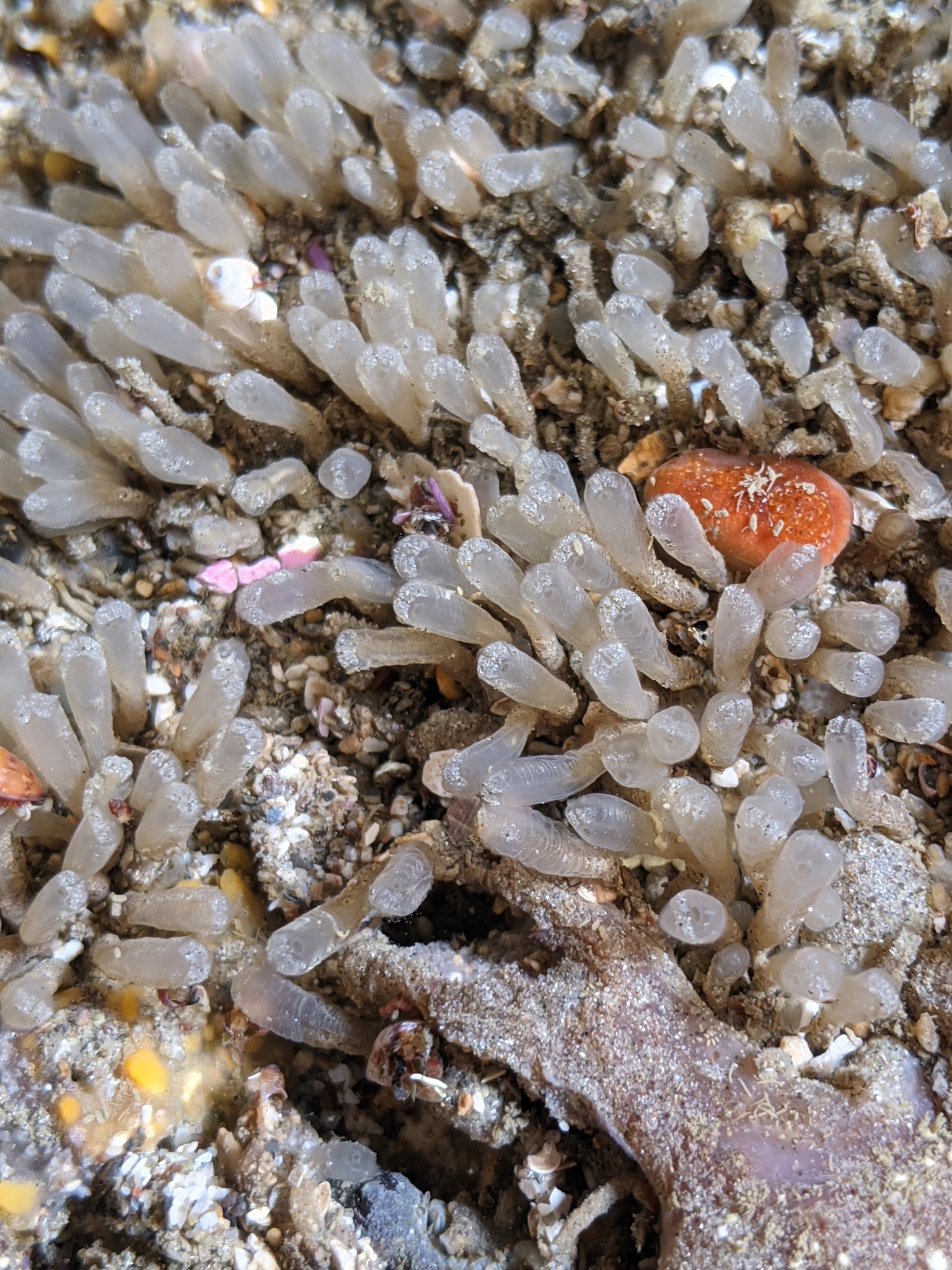 Euherdmania claviformis (Ritter, 1903)