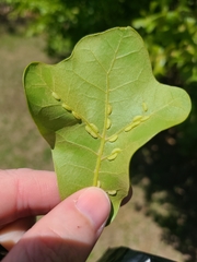 Macrodiplosis qoruca