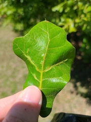 Macrodiplosis qoruca