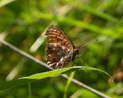 Boloria selene