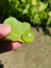 Amphibolips quercusracemaria
