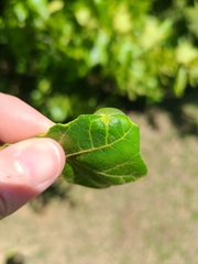 Amphibolips quercusracemaria