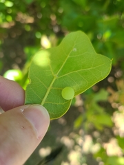 Amphibolips quercusracemaria