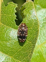 Brachys ovatus