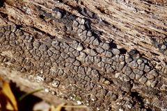 Xylobolus frustulatus image