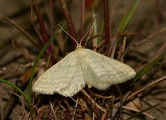 Idaea ossiculata