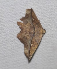 Polyacme dissimilis