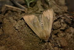 Mythimna alopecuri