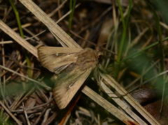 Mythimna alopecuri