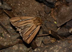 Mythimna anderreggii