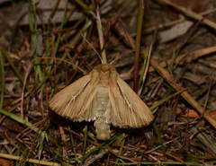 Mythimna anderreggii