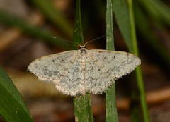 Scopula beckeraria