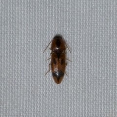 Aeolus mellillus