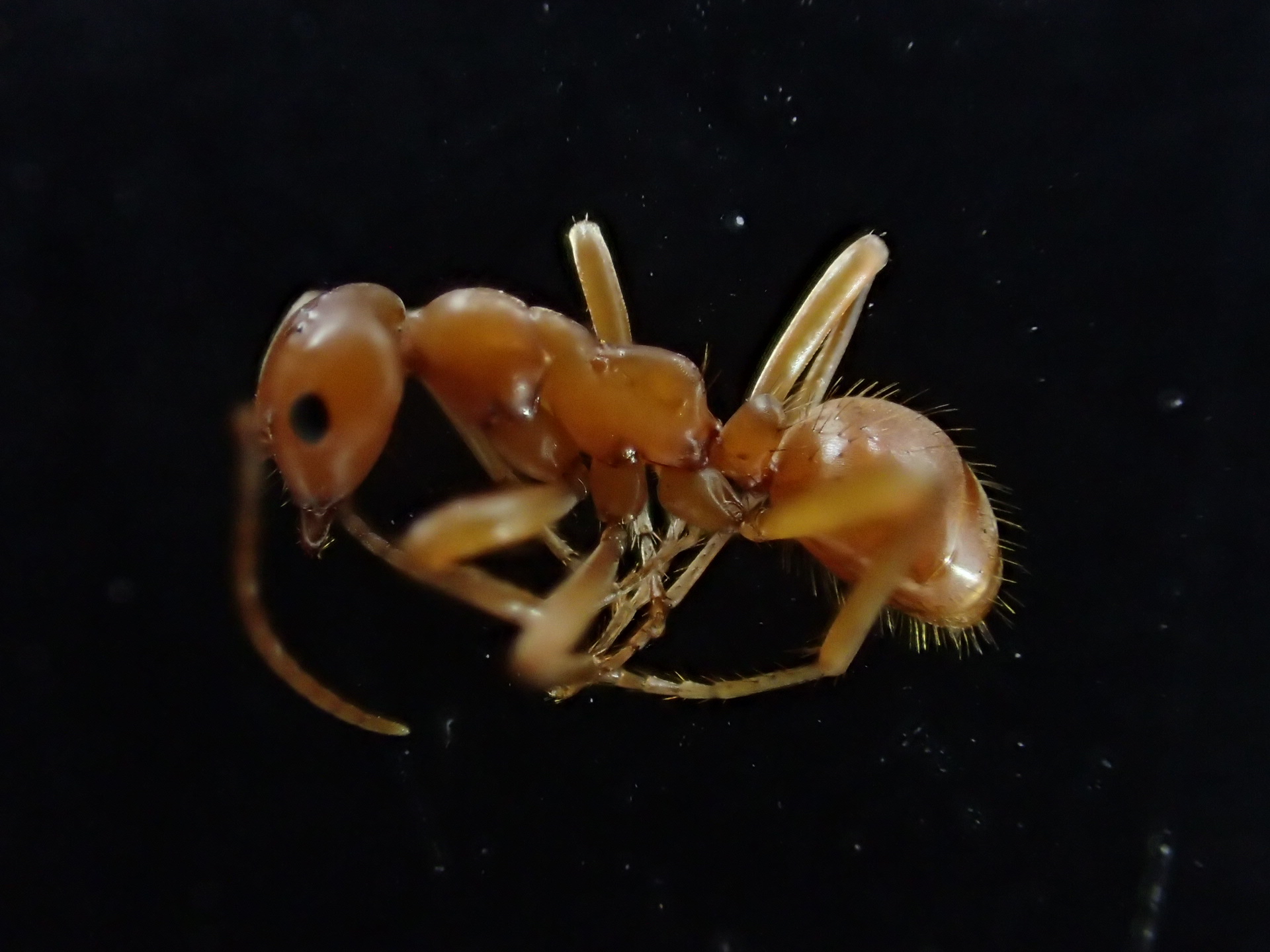 Polyergus vinosus