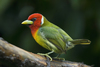Woodpeckers, Barbets, Toucans and Honeyguides - Photo (c) Kevin Schafer, some rights reserved (CC BY-NC-ND), uploaded by Kevin Schafer