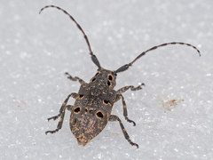 Mesosa curculionoides