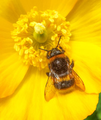 Bombus ruderatus