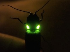 Ignelater havaniensis