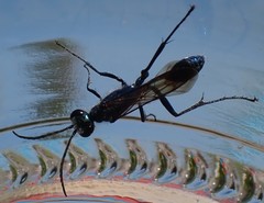 Chalybion zimmermanni