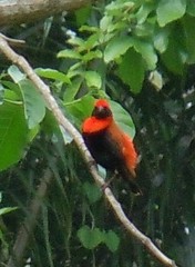 Euplectes hordeaceus