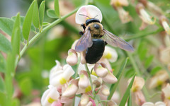 Xylocopa virginica texana