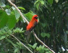 Euplectes hordeaceus