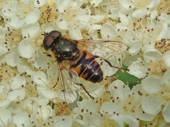 Eristalis nemorum