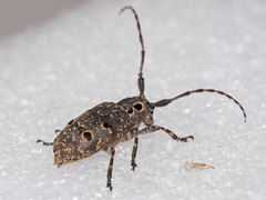 Mesosa curculionoides