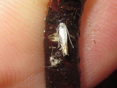 Phyllonorycter lucidicostella