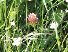 Trifolium incarnatum molinerii