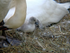 Cygnus olor