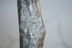 Amandinea