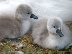 Cygnus olor