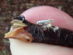 Phyllonorycter lucidicostella