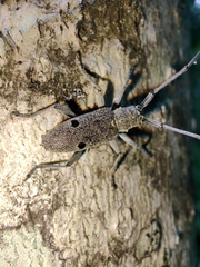 Microgoes oculatus