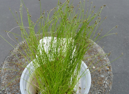 Isolepis sepulcralis