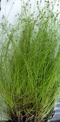 Isolepis sepulcralis