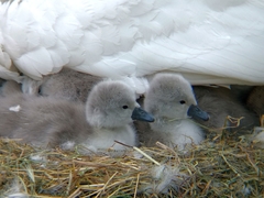 Cygnus olor