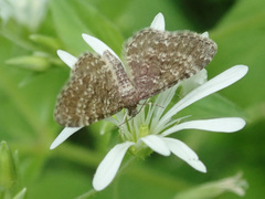 Eupithecia pygmaeata