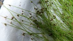 Isolepis sepulcralis