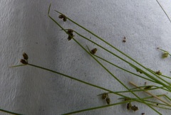 Isolepis sepulcralis