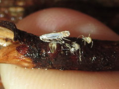 Phyllonorycter lucidicostella