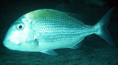 Sheepshead Porgy photo 3