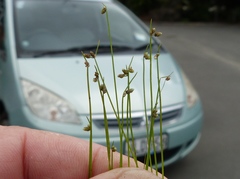 Isolepis sepulcralis