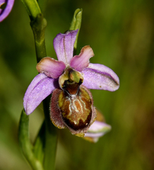 Ophrys sphegodes aveyronensis